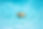 corgi-dog-puppy-play-swimming-poold.jpg