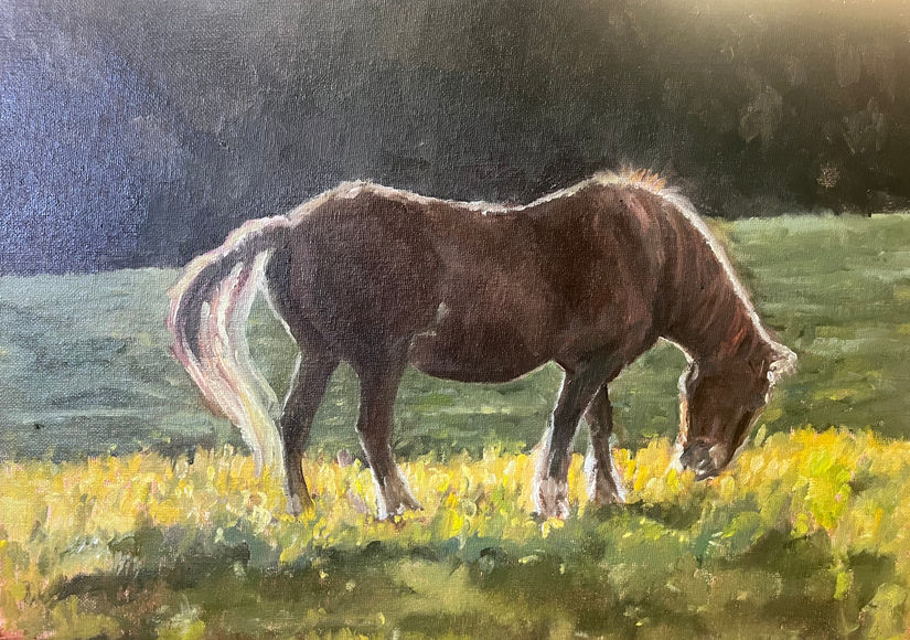 Backlit Horse grazing