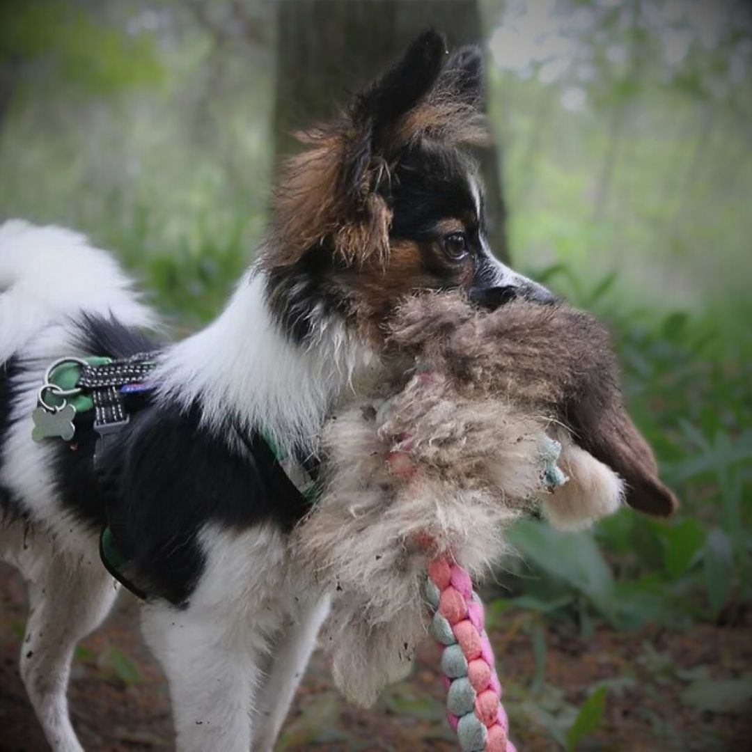 VALPKURS 1/2 – Ge din valp en bra start! Sön 4ggr, Universitetet 11.15-12.30