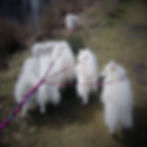 Koppel och följsamhet kurs i Stockholm. Ett gäng härliga japansk spets hundar