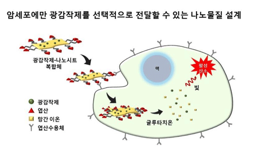 암세포만 찾아 없애는 생체친화적 암치료 기술 개발