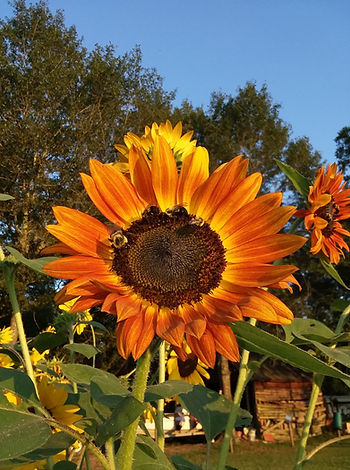 Sunflower with some happy pollinators!