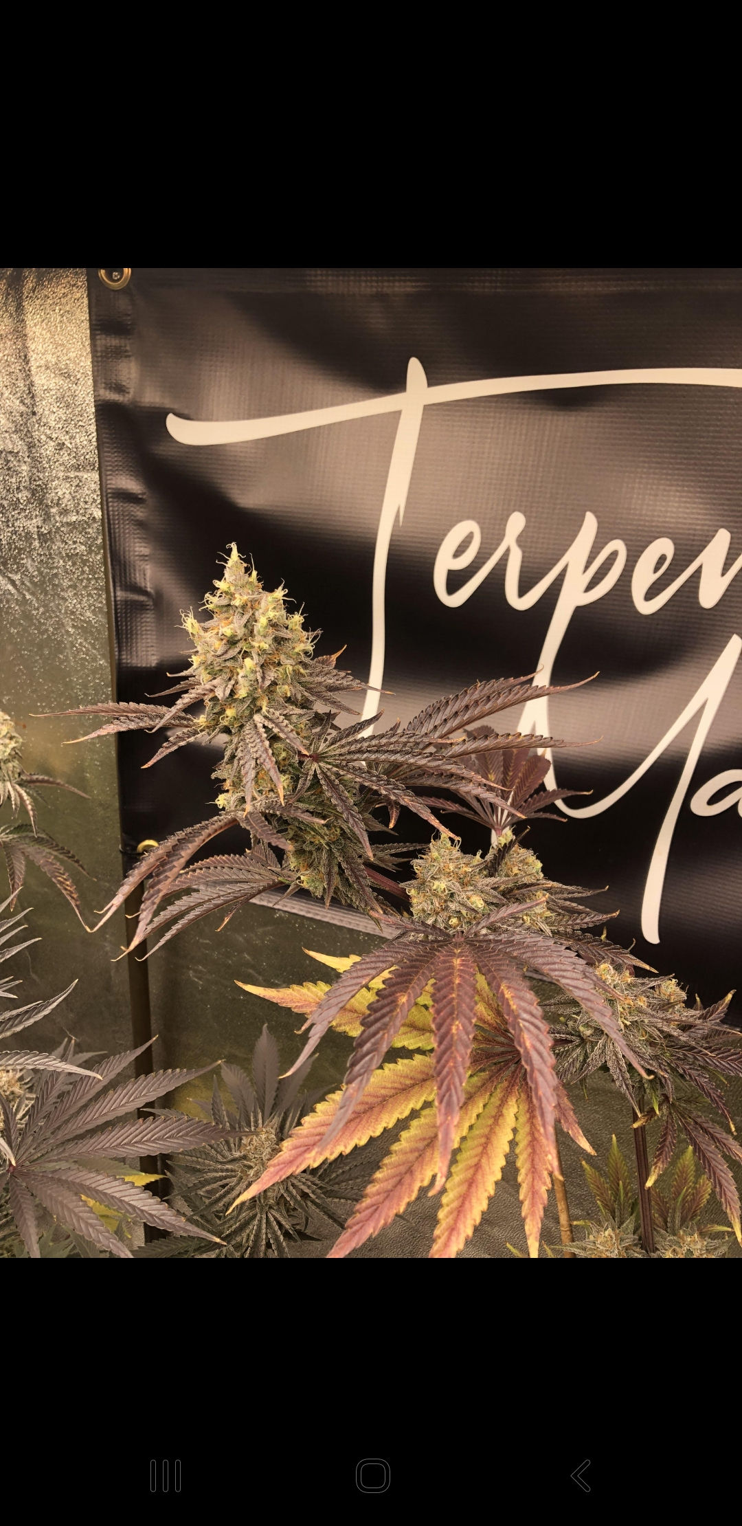 Spirit  disorder  f1 fems