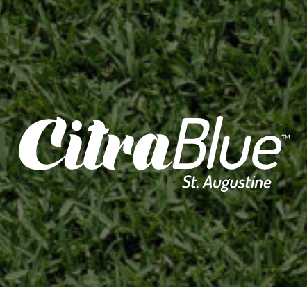 Duda Sod - CitraBlue