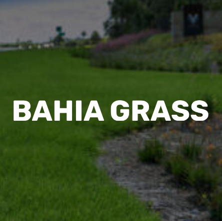 Duda Sod - Bahia Grass