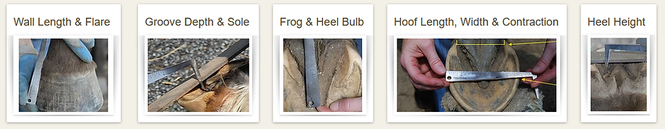 Precision Hoof tutorials.png