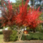 Mayoketchup_Automne_6