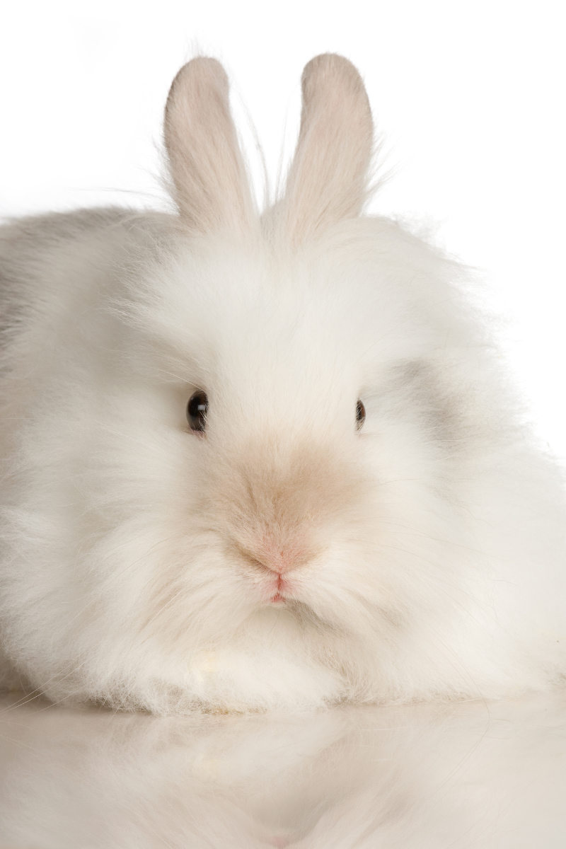 weißes, flauschiges Kaninchen. Osterhase