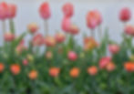 Close-up of tulips in field