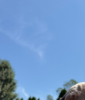 IMG_4373.jpeg