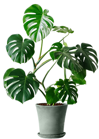 monstera_edited.png