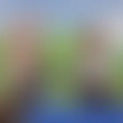 Havanese Dog for Sale