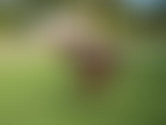 Why Dog Parks Can Create More Problems Than They Solve?