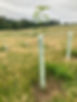 Young broadleaf tree protected with deer guard