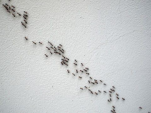 White footed black ant control Hero Pest Solutions
