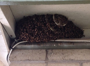 Bee control in South Florida Hero Pest Solutions