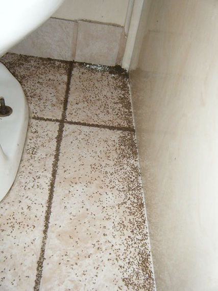 Caribbean Crazy ant control Hero Pest Solutions