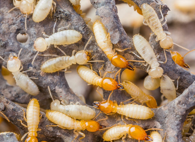Termite Control Hero Pest Solutions
