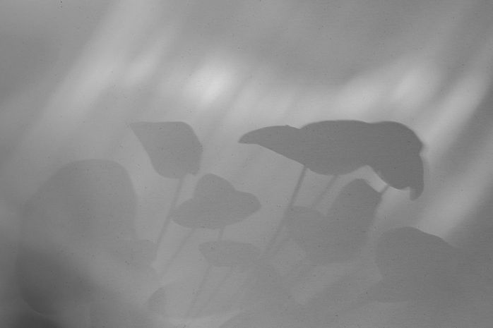 Shadowy Leaves_edited.jpg