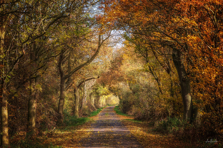 Autumnal Path