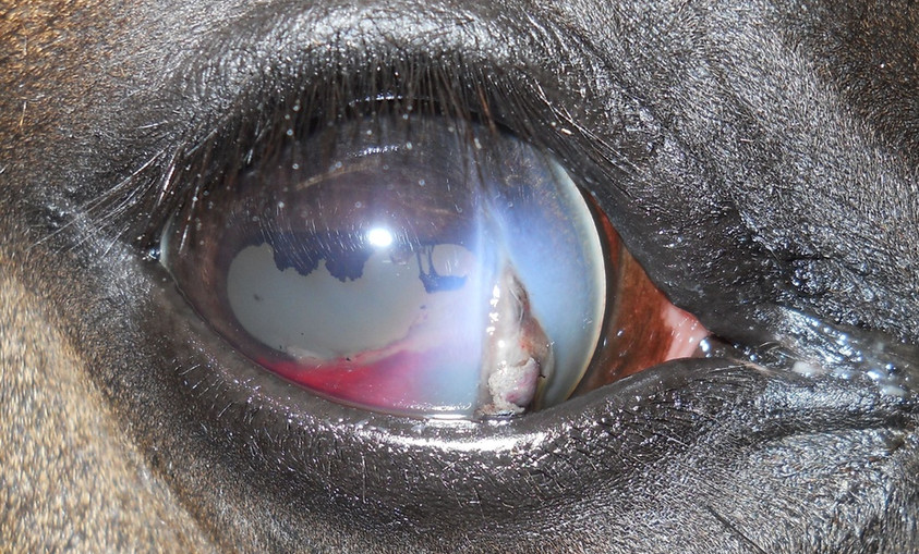 The Equine Eye Clinic Interesting Cases