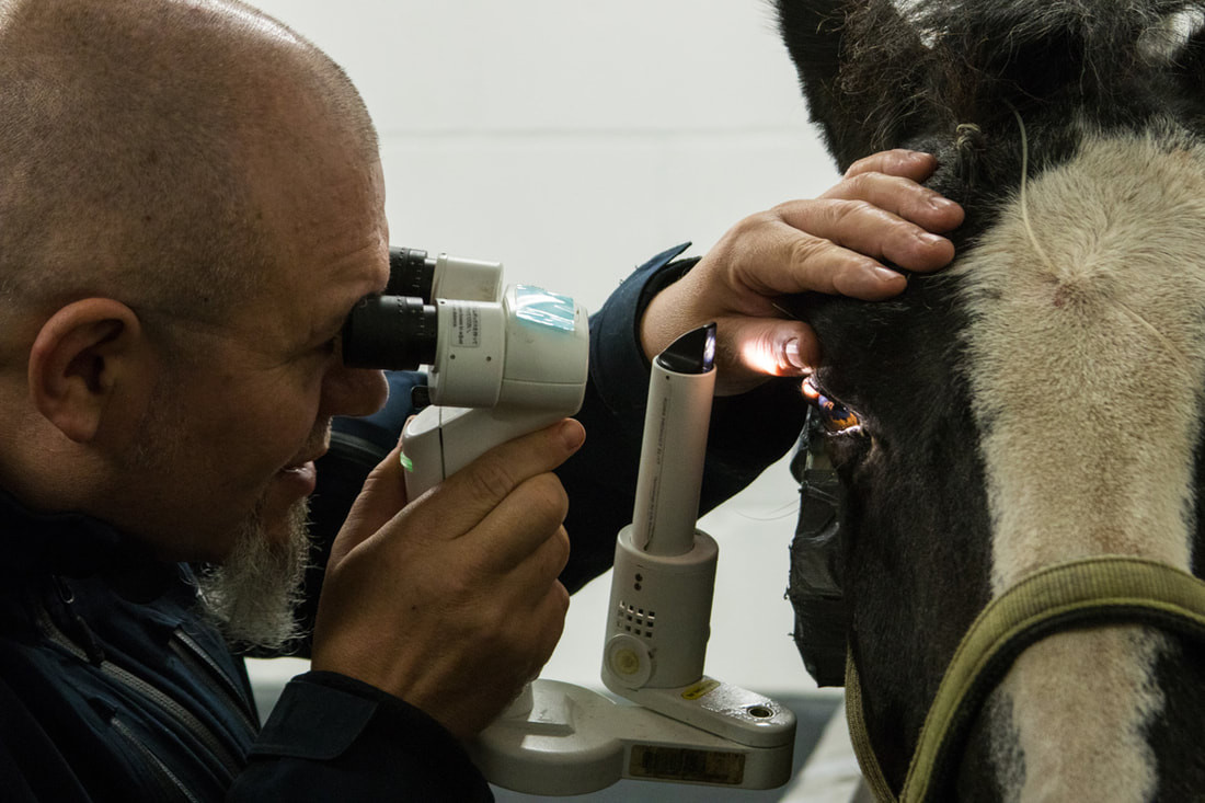 The Eye Examination Equine Eye Clinic