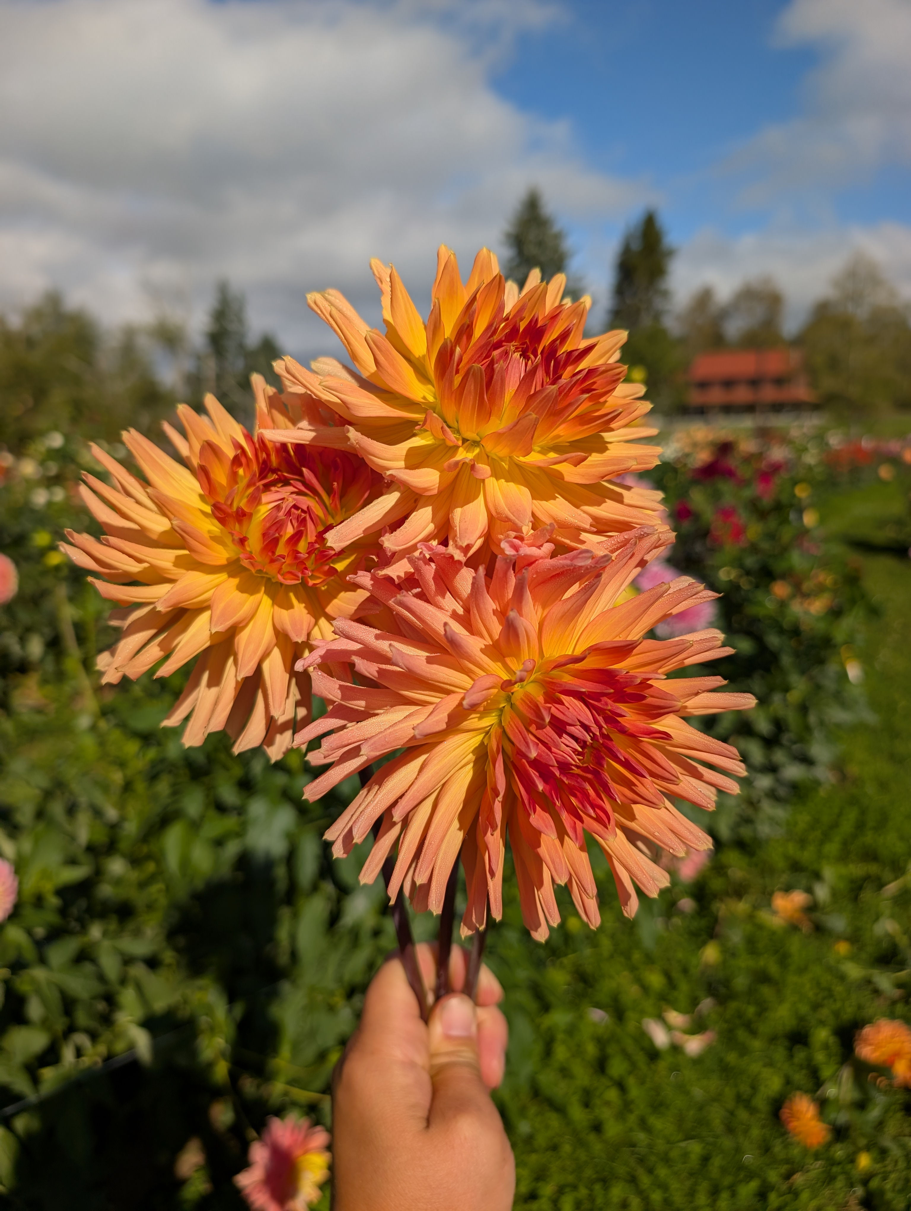 Hollyhill Carefree LIMIT 1