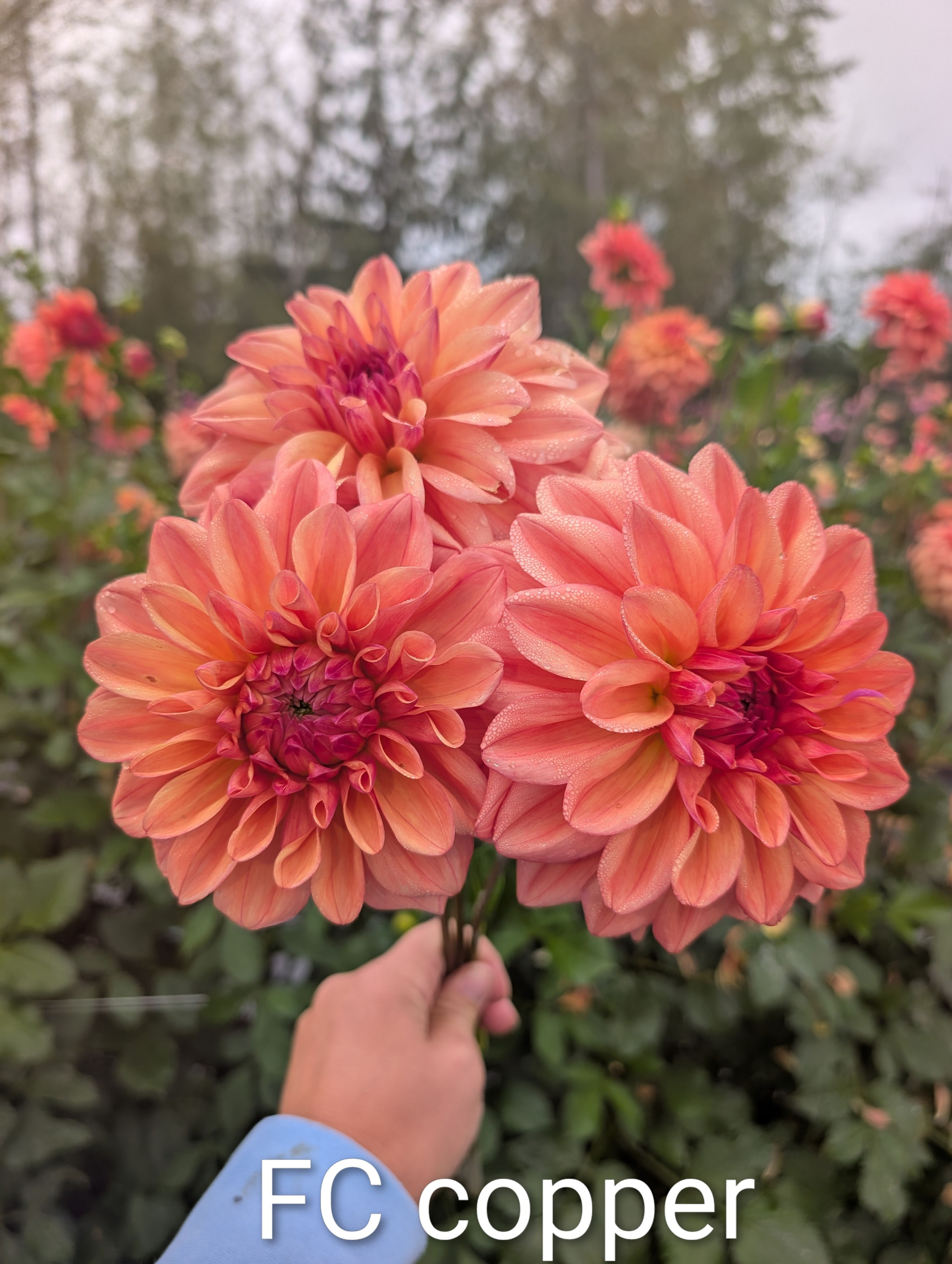 Ferncliff Copper Bundle of 5 