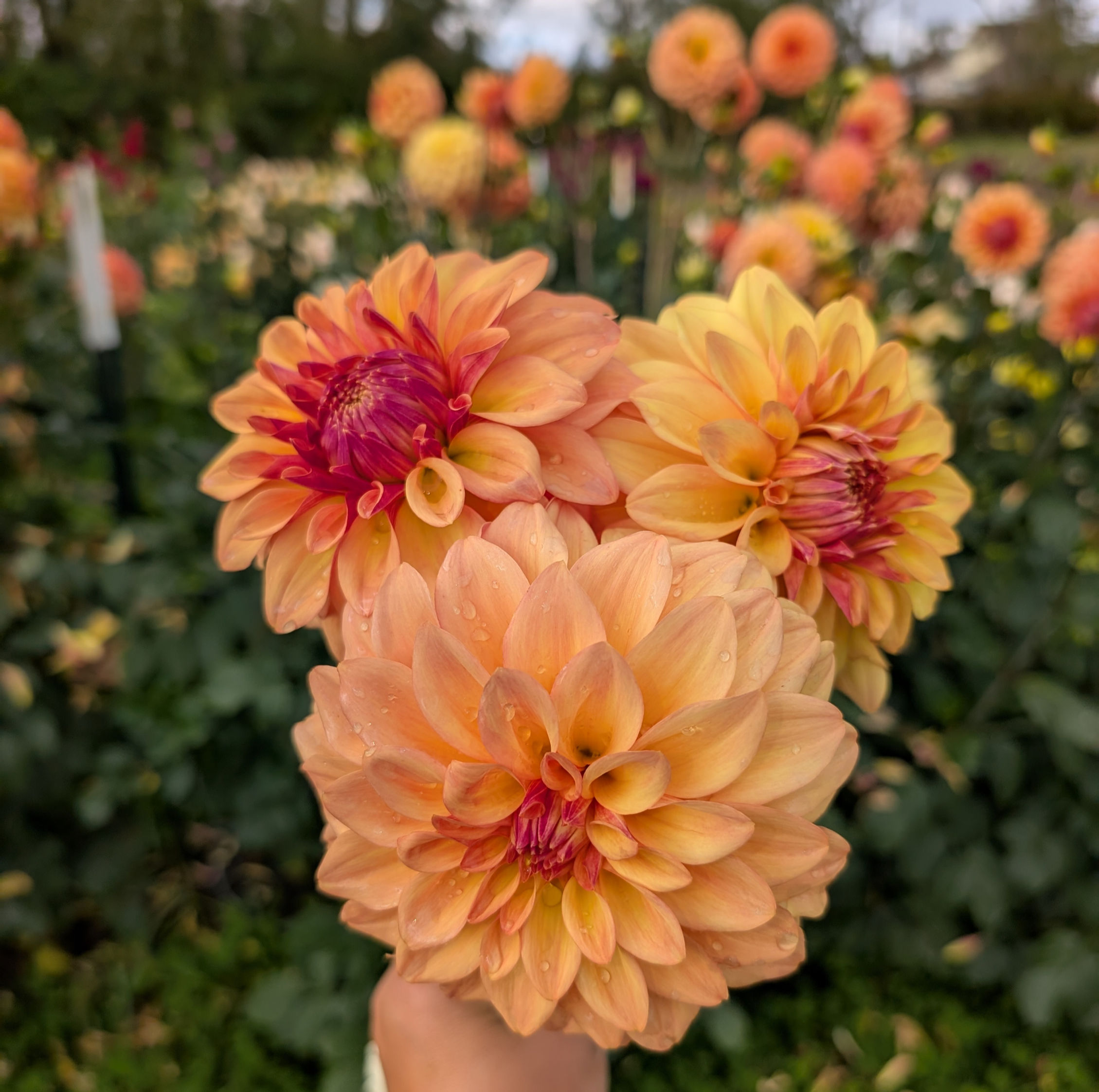 Bracken Sarah Bundle of 5