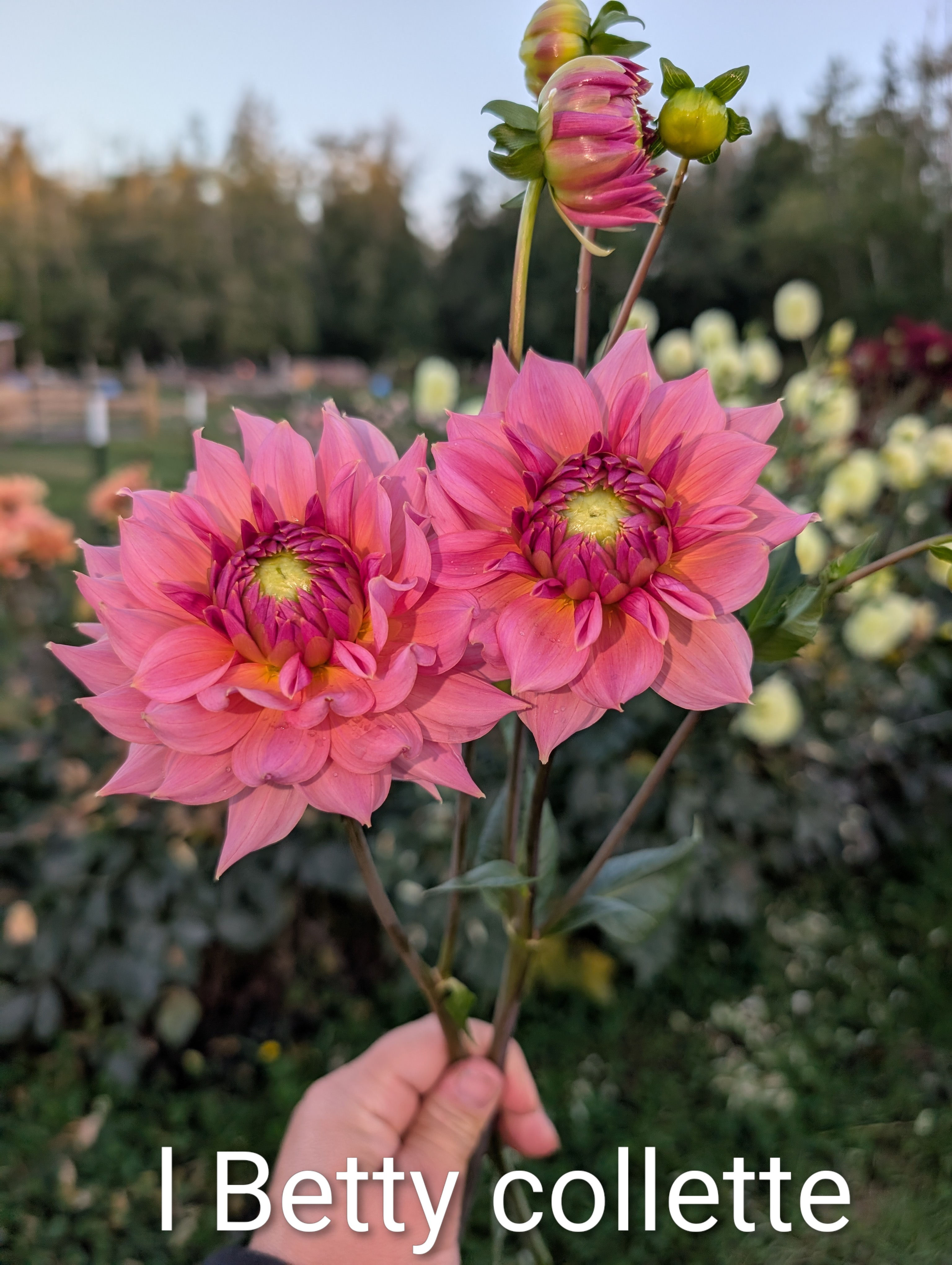 Lees Betty Collette LIMIT 1 