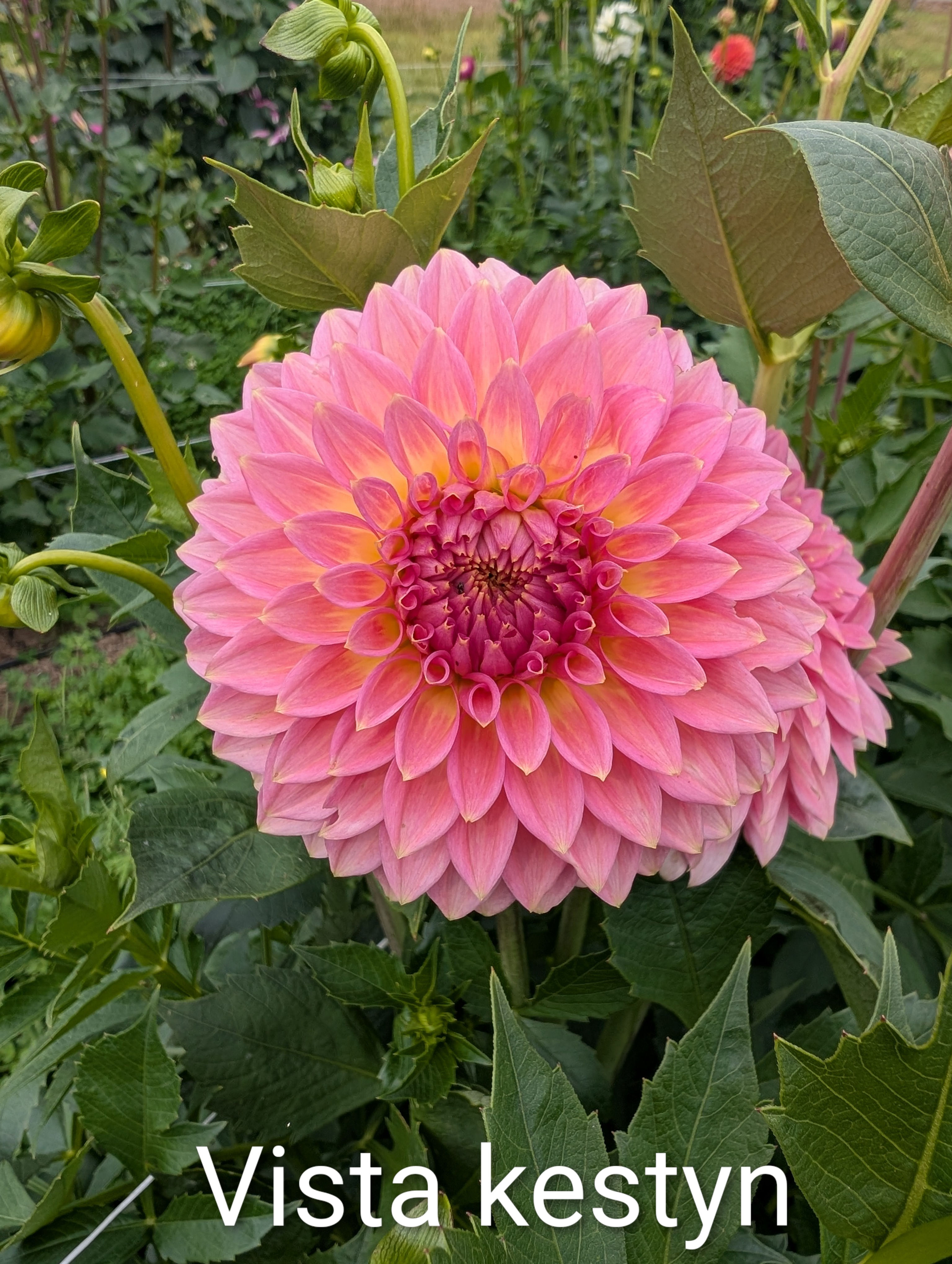 Vista Kestyn  LIMIT 1 