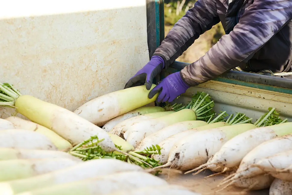 収穫した大根を、トラックの荷台に一本一本丁寧に積んでいく。