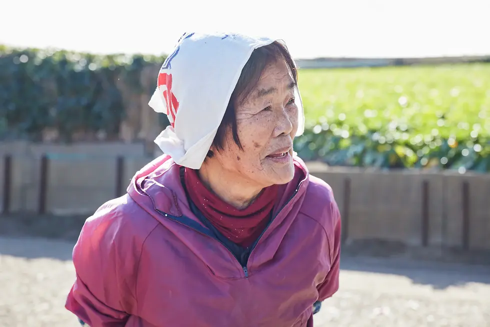 収穫した大根を、大根洗い機にテンポよく入れる80歳の元気なお母さん。