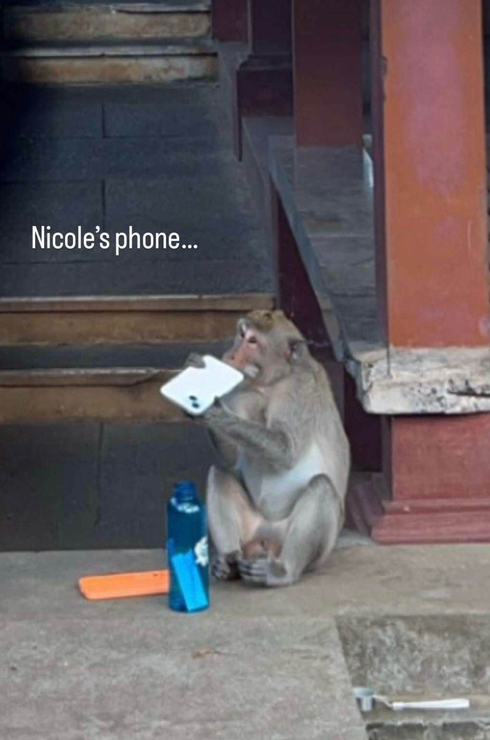 monkey stole iphone and is taking the case off