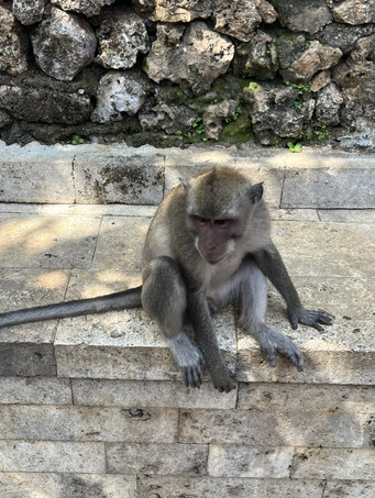 monkey proud after throwing stolen water bottle in the ocean