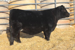 SRF MISS 508N LOT 116B