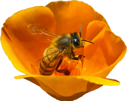 Bee 11