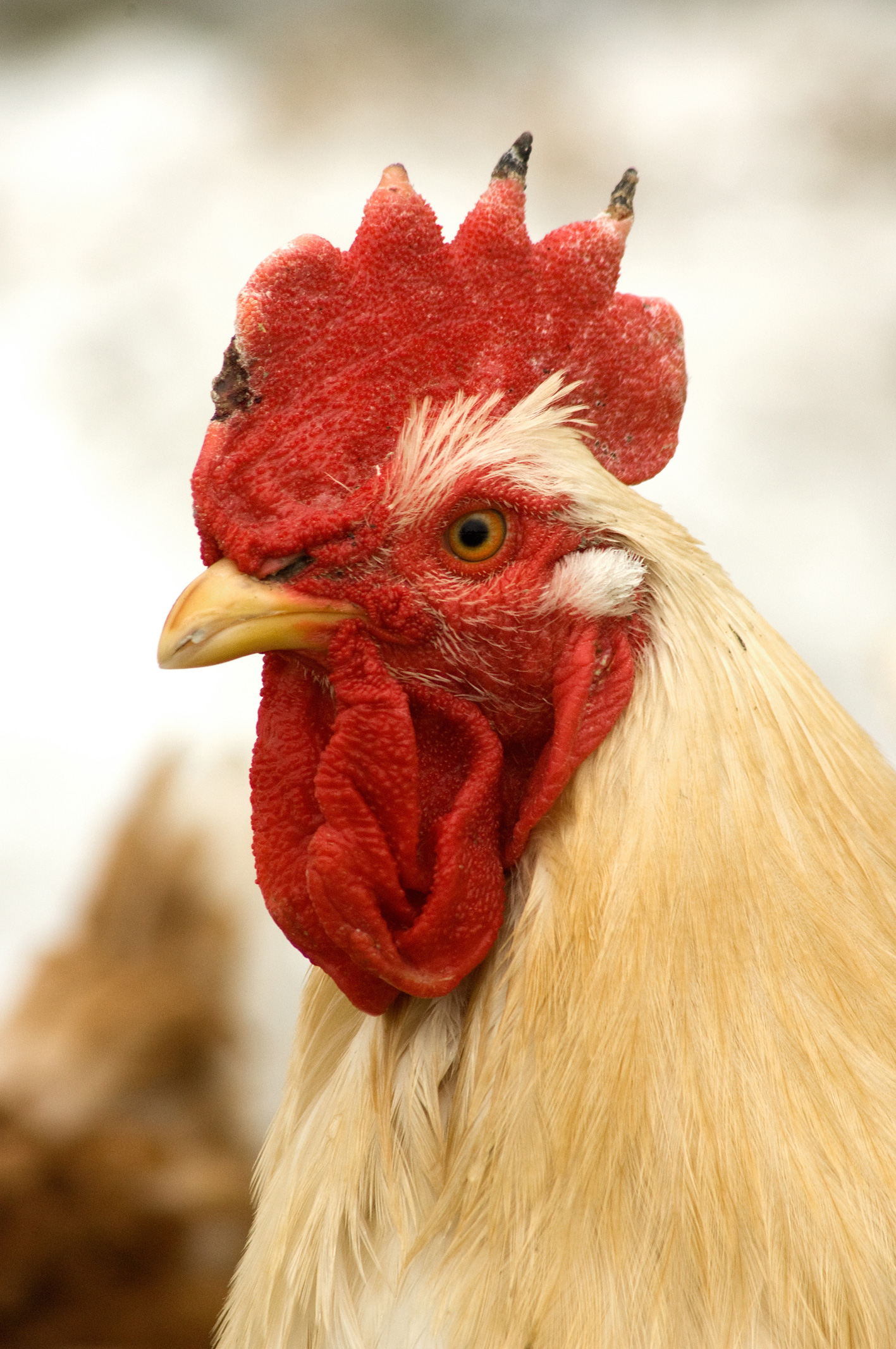 chicken vet cardiff