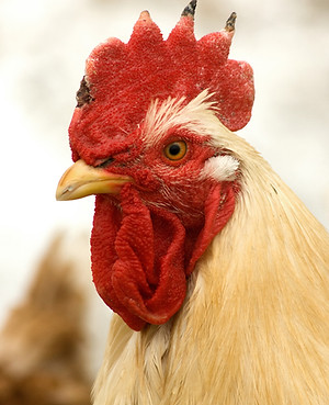 Rooster