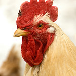 Coq