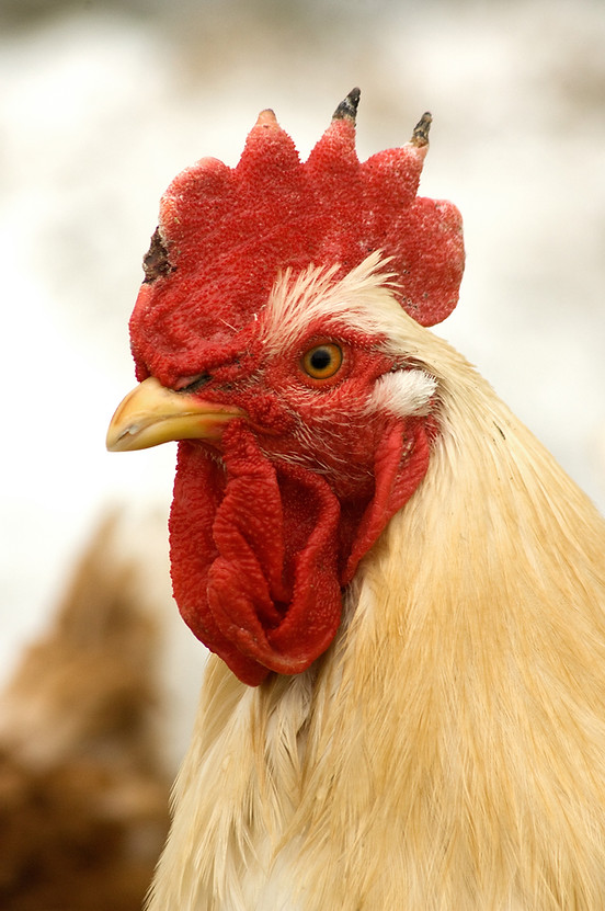 Rooster