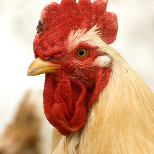 The Chick is a ROO! Understanding the Rooster behavior and role in the Flock. 