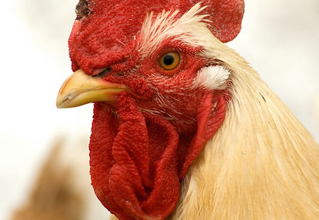 Libertad Animal para la aves