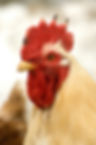 farm animals