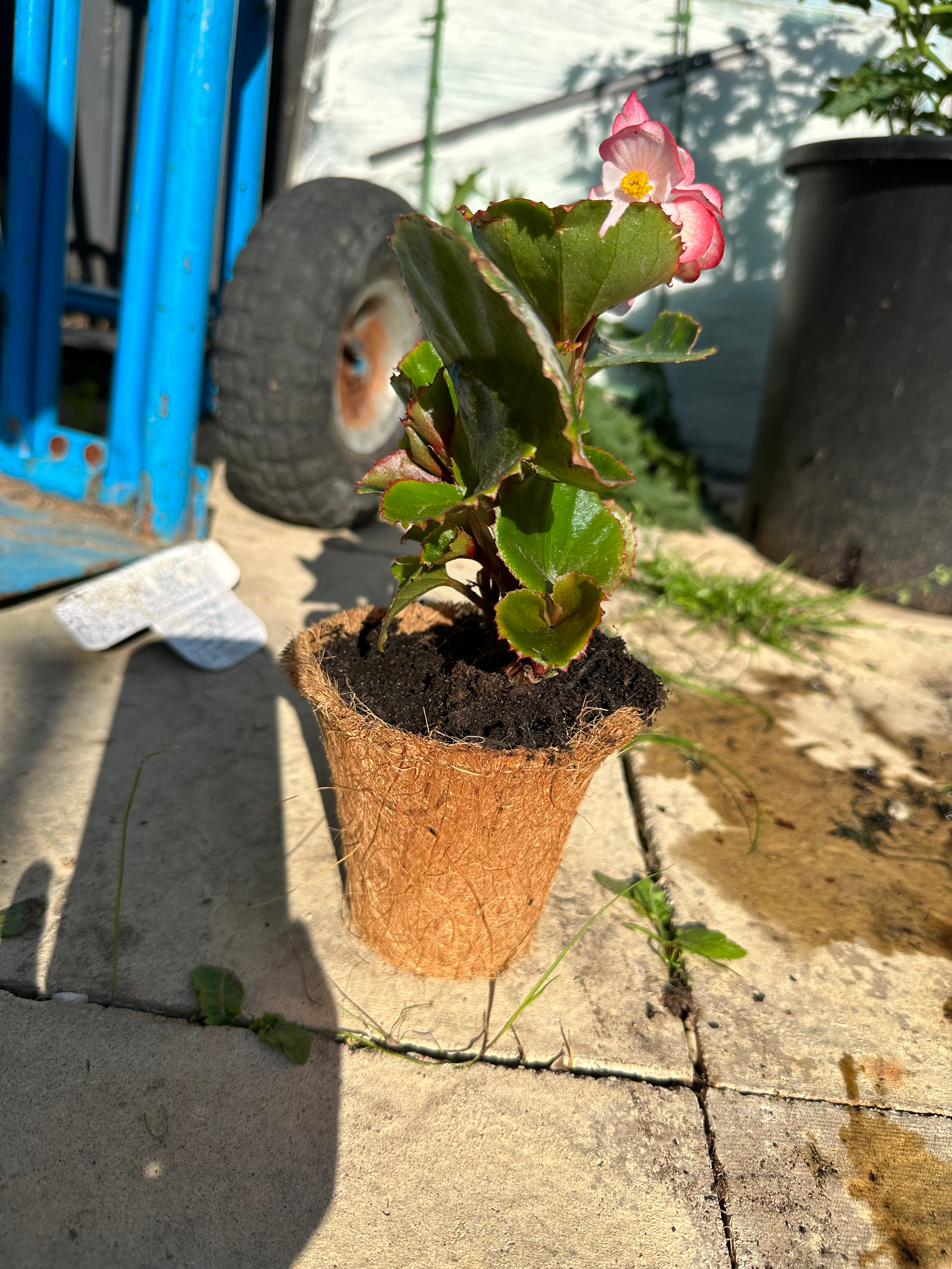 Coconut Coir Small Round Pots
