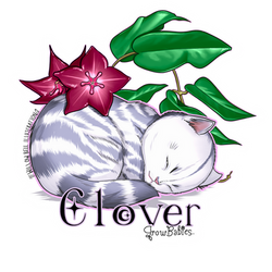 Clover-Hoya.macgillivrayi-WillowBell