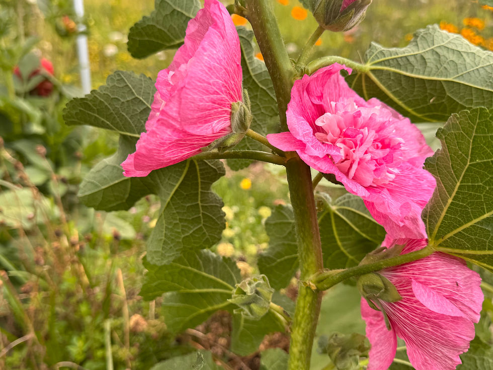 Natural Dye Workshops Summer 2026  