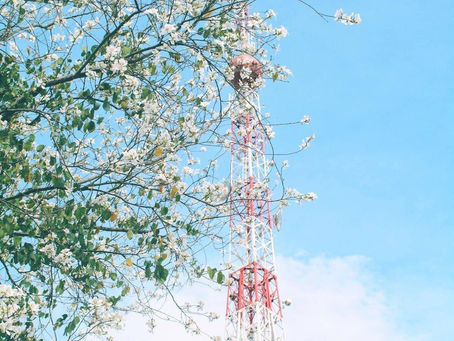 Mã giảm giá Mytour ĐẸP NHƯ MỘT BẢN TÌNH CA MÙA BAN TRẮNG ĐÀ LẠT