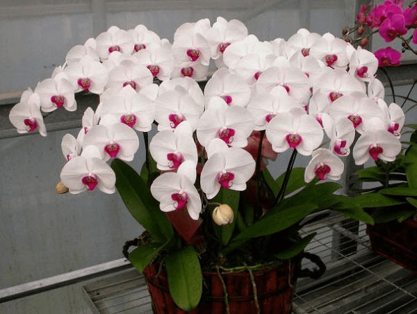 Cây Phong Lan trắng tượng trưng cho sự thanh lịch, khiêm tốn