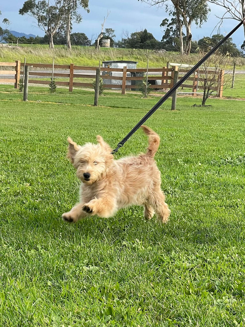 Fun on the lead - Bollies Oodle Farm Stay